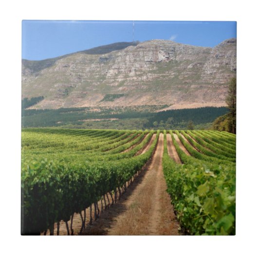 Weinberge des Groot Constantia Anwesen Fliese (Vorderseite)