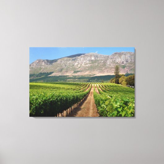 Weinberge Groot Constantia Anwesen Leinwanddruck (Vorderseite)