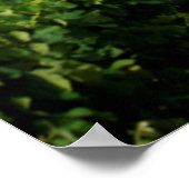 Weinberge Groot Constantia Anwesen Poster (Ecke)