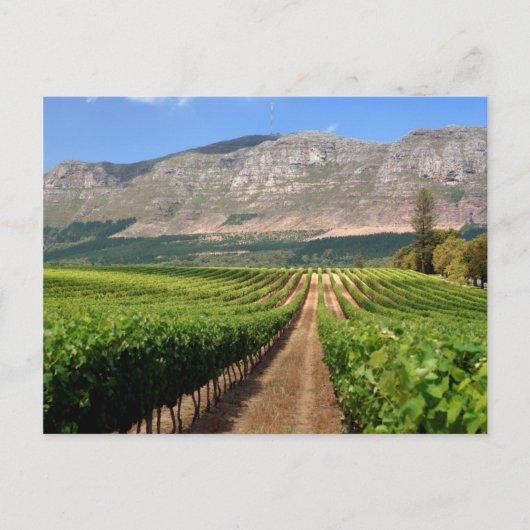 Weinberge Groot Constantia Anwesen Postkarte (Vorderseite)