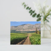 Weinberge Groot Constantia Anwesen Postkarte (Stehend Vorderseite)