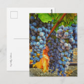 Weinberge im Napa-Tal Postkarte (Vorne/Hinten)