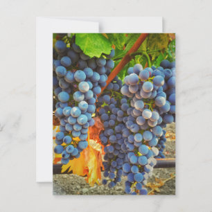 Weinberge im Napa-Tal Postkarte