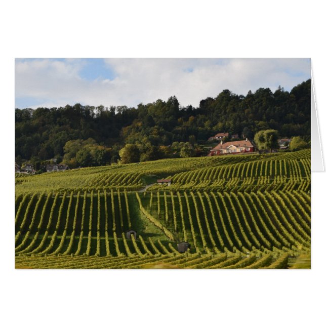 Weinberge in der Abenddämmerung (Vorderseite (Horizontal))