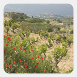 Weinberge in der Nähe von Laguardia, Hauptstadt vo Quadratischer Aufkleber