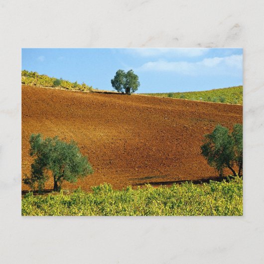 Weinberge in der Nähe von Montilla, Andalusien, Sp Postkarte (Vorderseite)