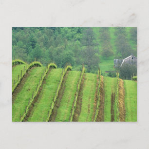 Weinberge in der Nähe von Newberg Oregon Postkarte