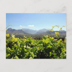 Weinberge in Franschhoek in Südafrika Postkarte