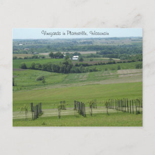 Weinberge in Platteville, Wisconsin Postcard Postkarte
