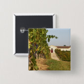 Weinberge, kleine verdot Reben und die Button (Vorne & Hinten)