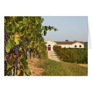 Weinberge, Petit verdot und Weinkeller in