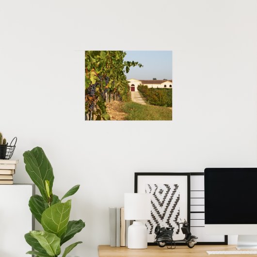 Weinberge, Petit verdot und Weinkeller in Poster (Heimbüro)