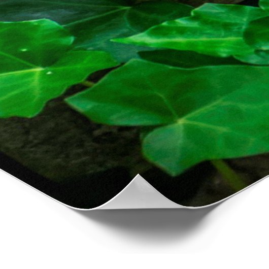 Weinblätterblättrige Pflanze Poster (Ecke)