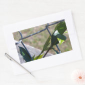 Weine auf einem Kettenzaun finden Leben einen Weg Rechteckiger Aufkleber (Umschlag)