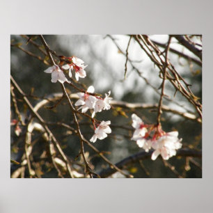 Weinende Kirsche 2 Poster