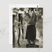 Weinerzeugung Weinlese 3 Postkarte (Vorne/Hinten)