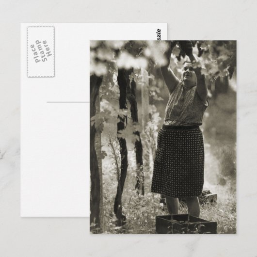 Weinerzeugung Weinlese 3 Postkarte (Vorne/Hinten)