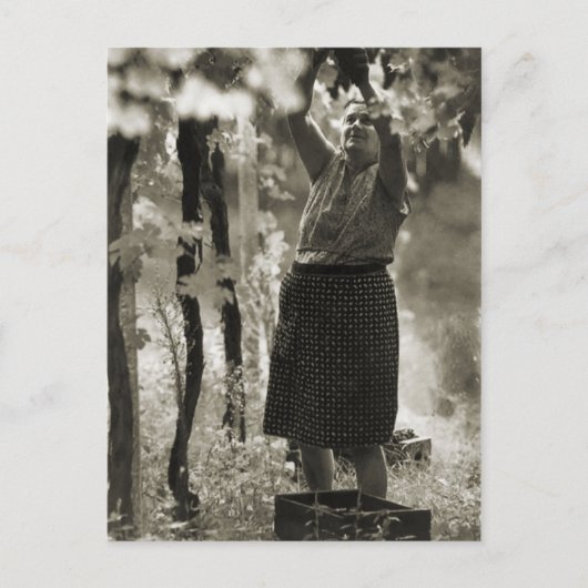 Weinerzeugung Weinlese 3 Postkarte (Vorderseite)