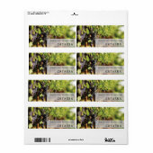 Weinetikett Catarra (Vorne)