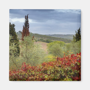 Weingarten in der Nähe von Montalcino, Toskana, It Magnet