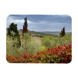 Weingarten in der Nähe von Montalcino, Toskana, It Magnet