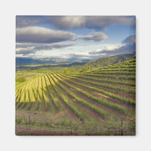 Weingarten. Napa Valley. Napa. Napa County, Magnet