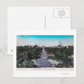 Weingarten Szene der Trauben TrocknenKingsburg, CA Postkarte (Vorne/Hinten)