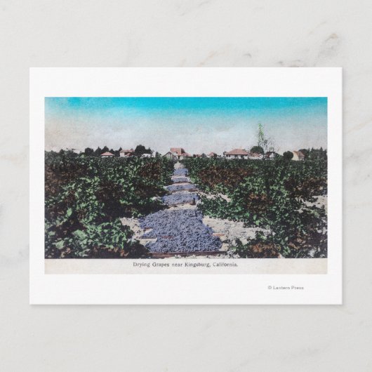 Weingarten Szene der Trauben TrocknenKingsburg, CA Postkarte (Vorderseite)