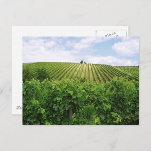 Weingarten - Vignoble Postkarte (Vorne/Hinten)