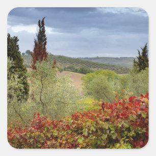 Weingut bei Montalcino, Toskana, Italien Quadratischer Aufkleber