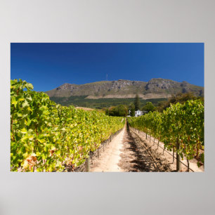 Weingut, Kapstadt, Westkap, Südafrika Poster