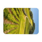 Weingut, Stellenbosch, Westkap Magnet (Horizontal)
