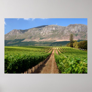 Weingüter des Groot Constantia Weinguts Poster
