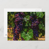 Weinkeller Weinkeller und Weine Weinroute Weinkell Postkarte (Vorne/Hinten)