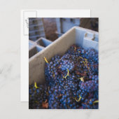 Weinkellerei Bodega Marques de Riscal, Trauben Postkarte (Vorne/Hinten)