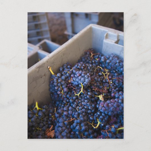 Weinkellerei Bodega Marques de Riscal, Trauben Postkarte (Vorderseite)