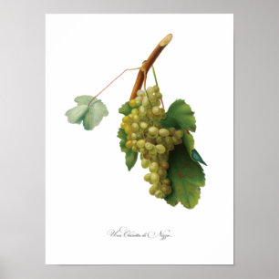 Weinrebe - Antike Illustration Poster