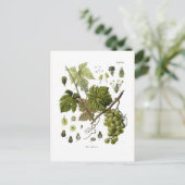 Weinrebe Postkarte (Stehend Vorderseite)