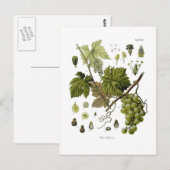 Weinrebe Postkarte (Vorne/Hinten)