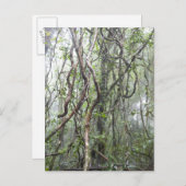 Weinrebe und Zweige, die im Regenwald verdreht sin Postkarte (Vorne/Hinten)