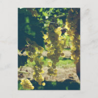Weinreben eines alten Weinguts