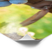 Weinreben Fotodruck (Ecke)
