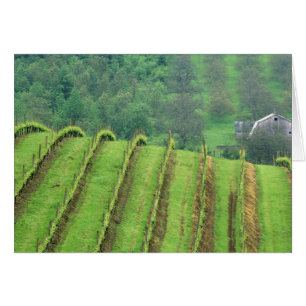 Weinreben in der Nähe von Newberg Oregon