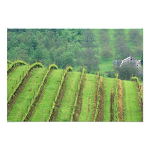 Weinreben in der Nähe von Newberg Oregon Fotodruck