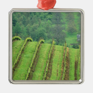 Weinreben in der Nähe von Newberg Oregon Ornament Aus Metall