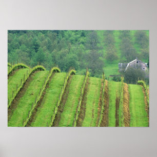 Weinreben in der Nähe von Newberg Oregon Poster