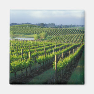 Weinreben in ordentlichen Reihen im kalifornischen Magnet