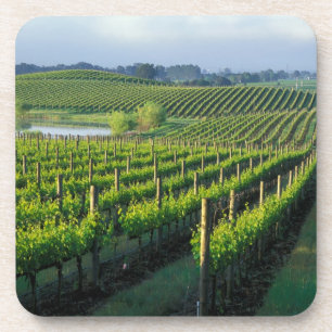 Weinreben in ordentlichen Reihen in Kaliforniens N Getränkeuntersetzer