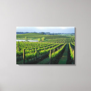 Weinreben in ordentlichen Reihen in Kaliforniens N Leinwanddruck