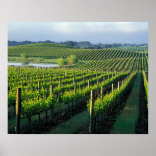 Weinreben in ordentlichen Reihen in Kaliforniens N Poster